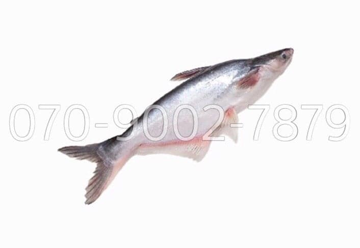 CÁ TRA NGUYÊN CON TO チャー(大・丸ごと) WHOLE TRA FISH (L)