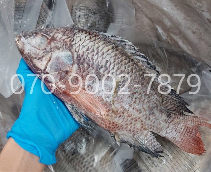CÁ RÔ PHI ティラピア TILAPIA