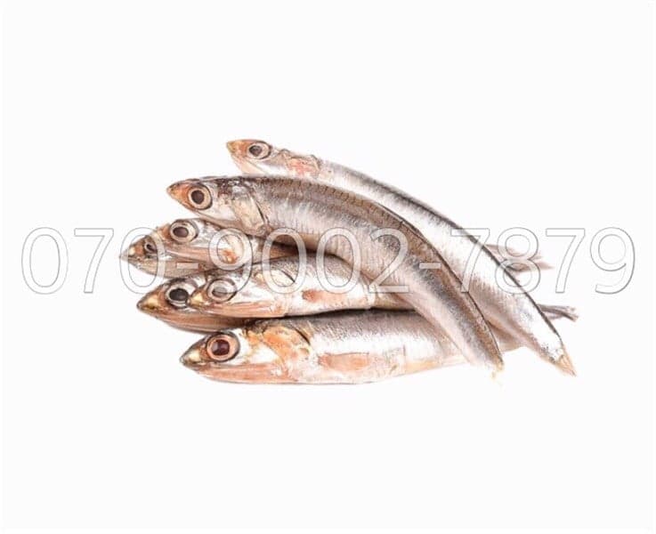 CÁ CƠM カタクチイワシ ANCHOVY