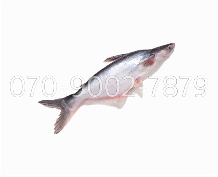 CÁ TRA NGUYÊN CON チャー(丸ごと) WHOLE TRA FISH