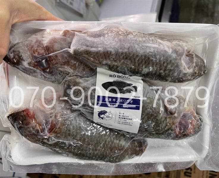 CÁ RÔ ĐỒNG キノボリウオ CLIMBING PERCH