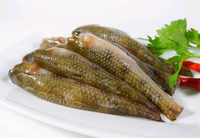 CÁ BỐNG CÁT ハゼ SAND GOBY